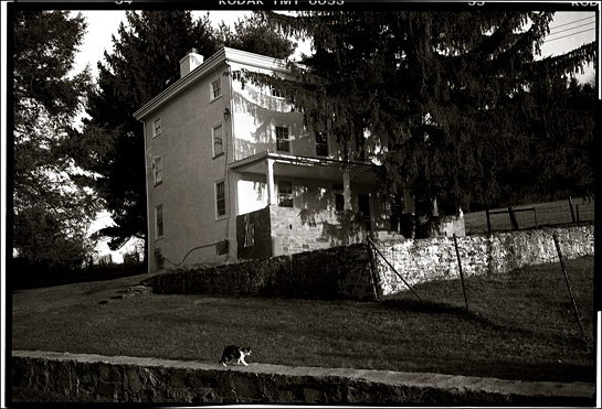 Farmhouse Fence with Cat